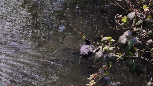 Black Duck Swimming in Tranquil Pond