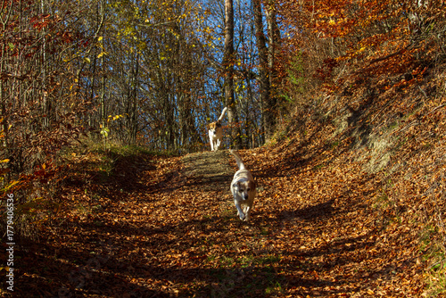  Transapuseana, one of the most spectacular roads in Romania 