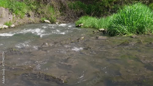 Serene Stream Flowing Through Lush Greenery