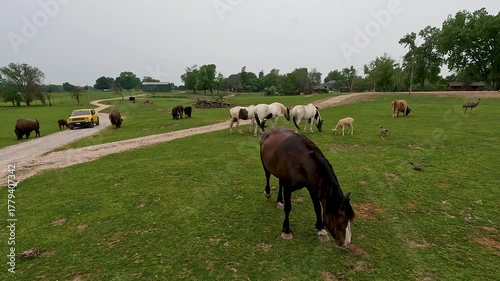 Beautiful horses, bison and other cute animals in a grassy field.