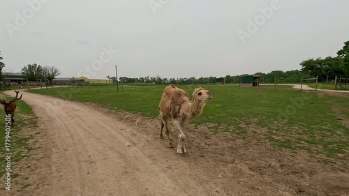 Cute, curious camel walks along a curved road in the country.