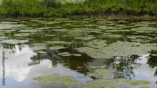 A pond where it rains
