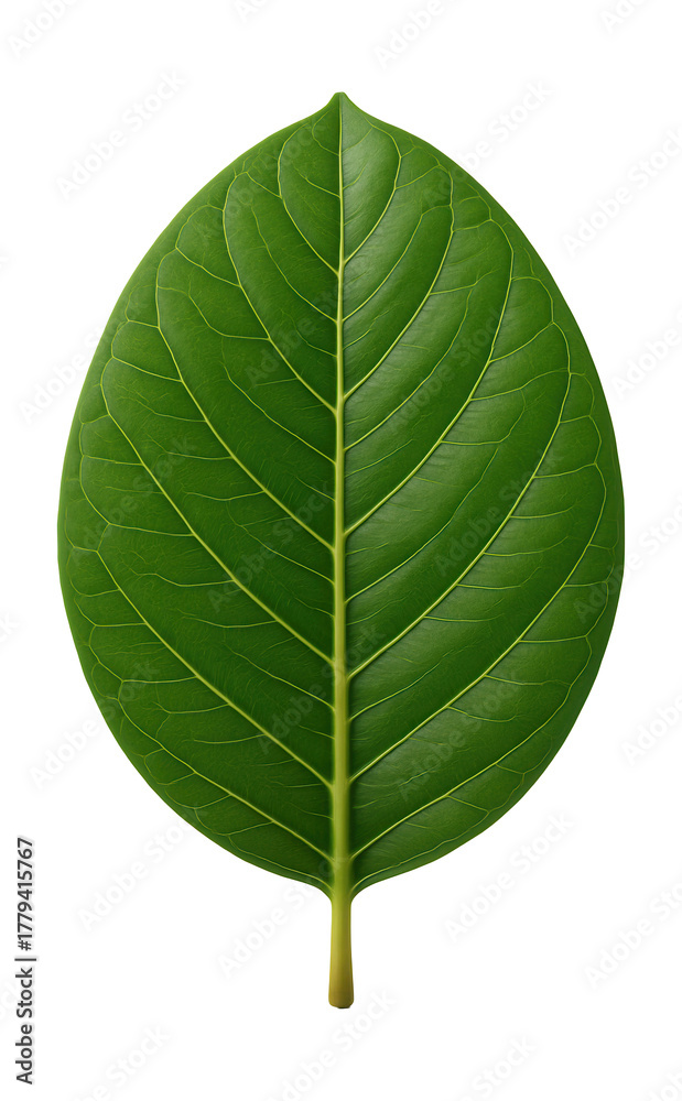 Obraz premium Broad, ovate leaf with distinct veins from a banyan tree.