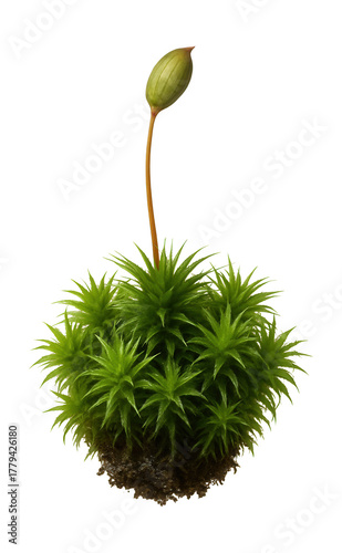 Mature Polytrichum moss with tall seta and capsule.