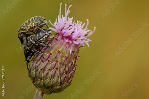 Couple of beetles larinus planus on central European meadow flower