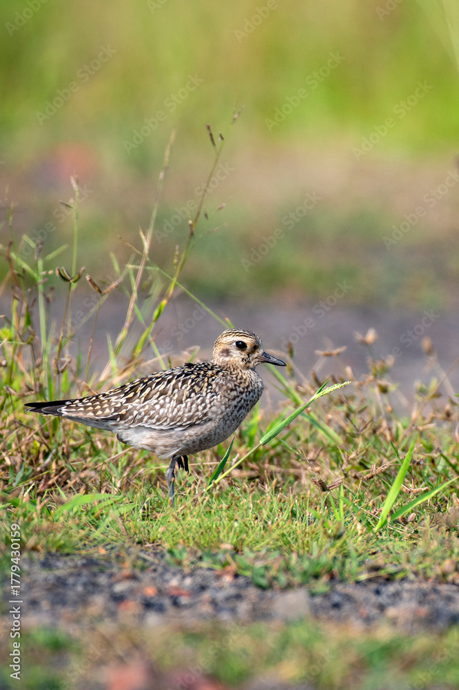 Fototapeta premium Pacific Golden Plover resting peacefully on natural ground habitat