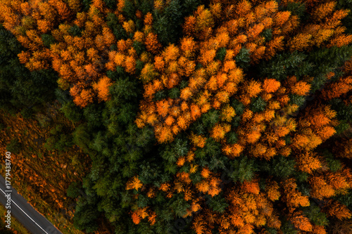 Aerial top down view of the forest canopy with orange larch and evergreen spruce trees in Wicklow, Ireland