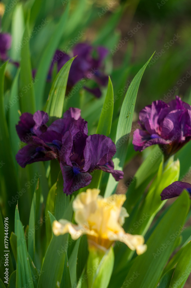 Obraz premium dark burgundy iris in the botanical garden