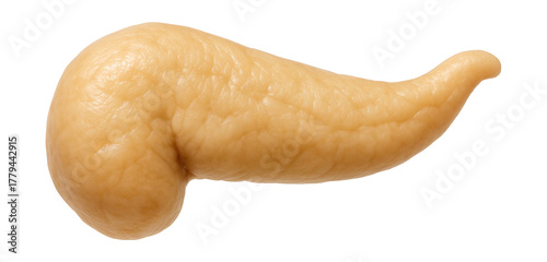 Pancreas from a cat, elongated with a glandular shape and light tan hue.