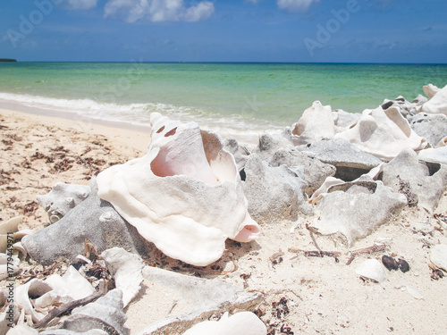 Caribbean sea and conch shells on sandy shore, Cozumel, Mexico