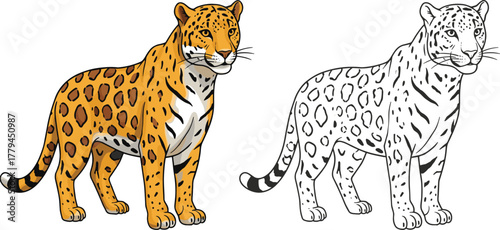 Cartoon jaguar illustration, wild animal drawing, jungle wildlife art, safari predator design, coloring page outline, cad drawing flat vector illustration