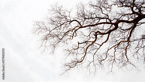 Abstract close-up of a leafless tree against white background, artistic lines and natural patterns, fine art geometry, modern minimalist expression