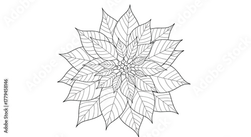 Black and white outline drawing of a poinsettia flower with intricate petals and a central cluster of berries.