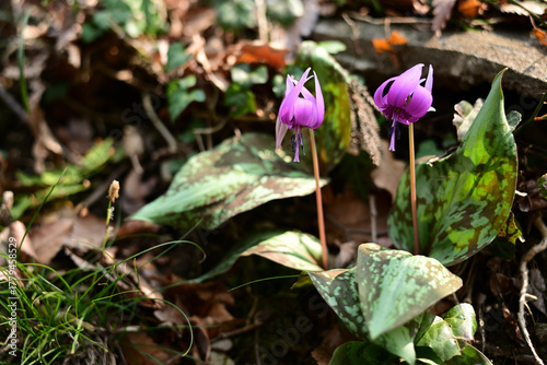 春を告げる紫色の花　カタクリ