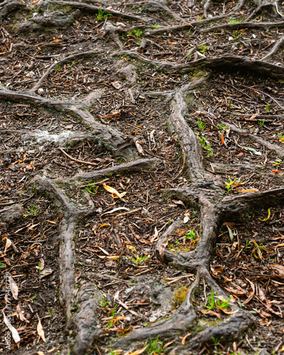 Intertwined Tree Roots on Forest Ground Texture