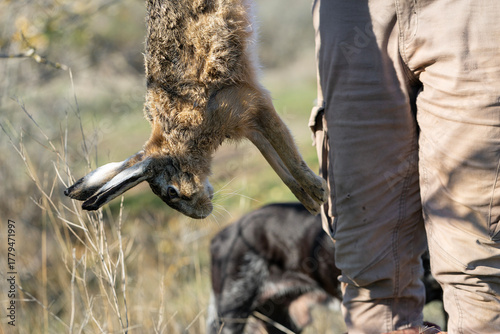 A hunter holds a wild hare. Seasonal prey