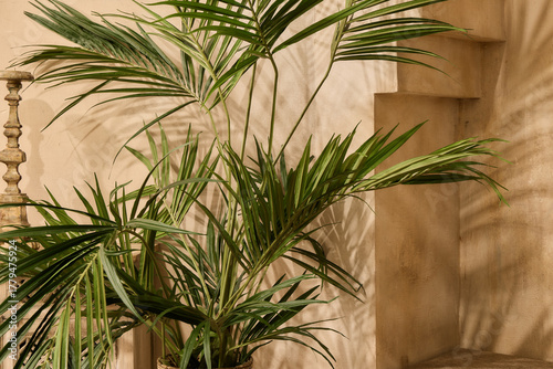 A beautiful indoor palm plant with sunlit leaves in a warm, minimalist, boho interior