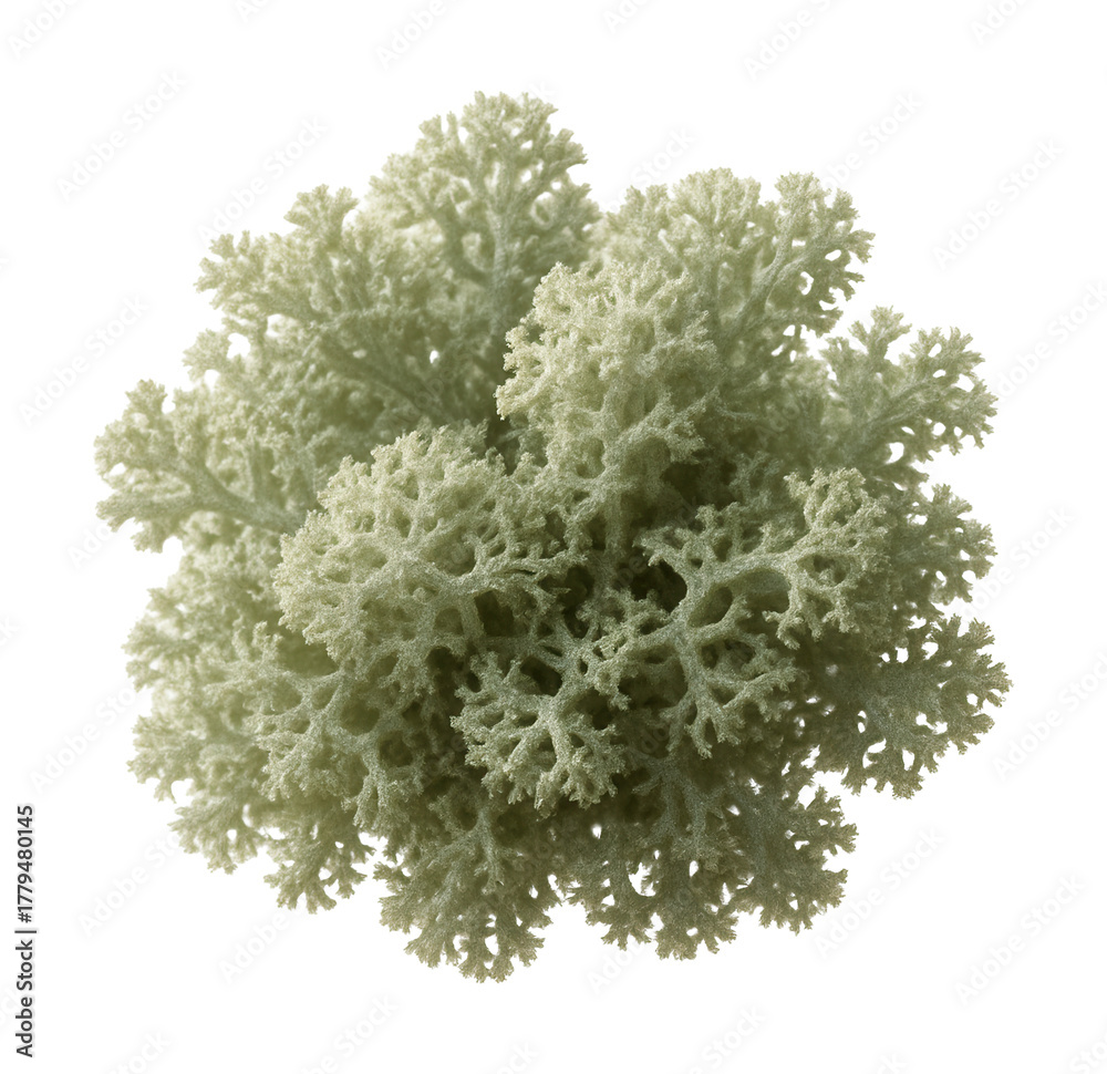 Naklejka premium Soft, grey-green lichen with branched, bushy formations.