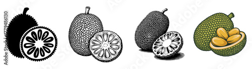 jackfruit set with whole, sliced color, vintage, silhouette and engraving design, vector illustrations for tropical fruit and healthy food