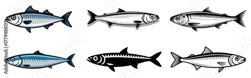 sardine fish set with color, silhouette and engraved design, vector illustrations for seafood and fishing industry