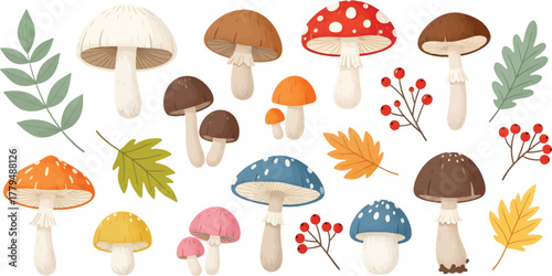 A collection of diverse mushrooms and autumn leaves for educational purposes