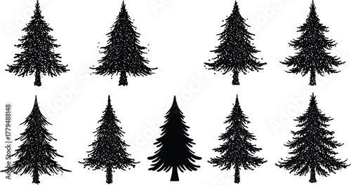 Evergreen tree silhouettes, pine fir spruce cedar collection, conifer forest shapes, botanical vector set, nature illustration design, flat graphic artwork