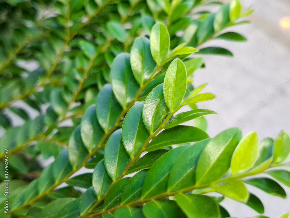 Obraz premium Lush Green Leaves and Branches of Tropical Shrub Close Up View on Bright Day for Nature and Ecology