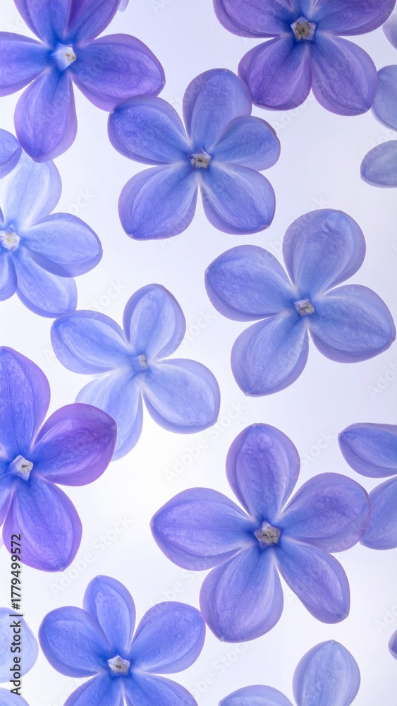 Fototapeta premium Macro Backlit Periwinkle and Indigo Flowers Floating on White Background, Delicate Abstract Botanical Pattern