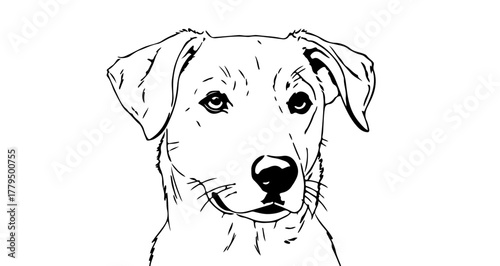 Illustration of a dog with floppy ears and a black nose