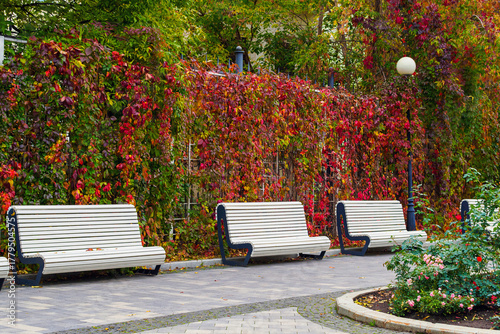 White benches near a wall with wild grapes in a park in autumn