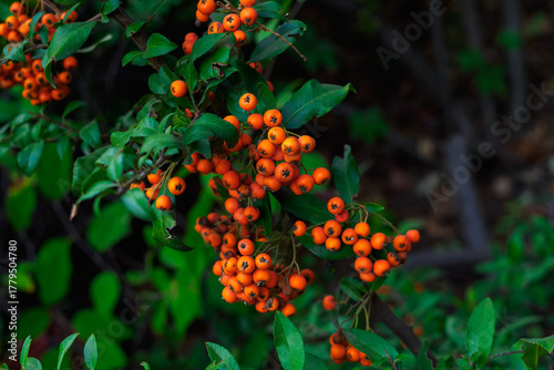Orange Pyracantha berries on a green branch