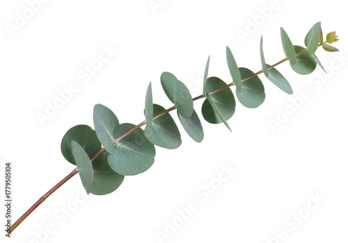 Eucalyptus branch PNG isolated on transparent background, silver dollar eucalyptus foliage for floral design and decoration
