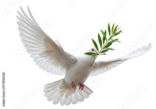 Fotografie Dove of peace PNG isolated on transparent background, white bird carrying olive