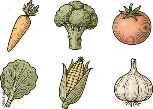 Hand-drawn vegetables illustration with carrot broccoli tomato corn garlic and lettuce in vintage style