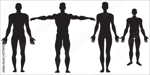 Human Body Anatomy Silhouette on White Background Vector Fully Editable Smart Object Text Effect