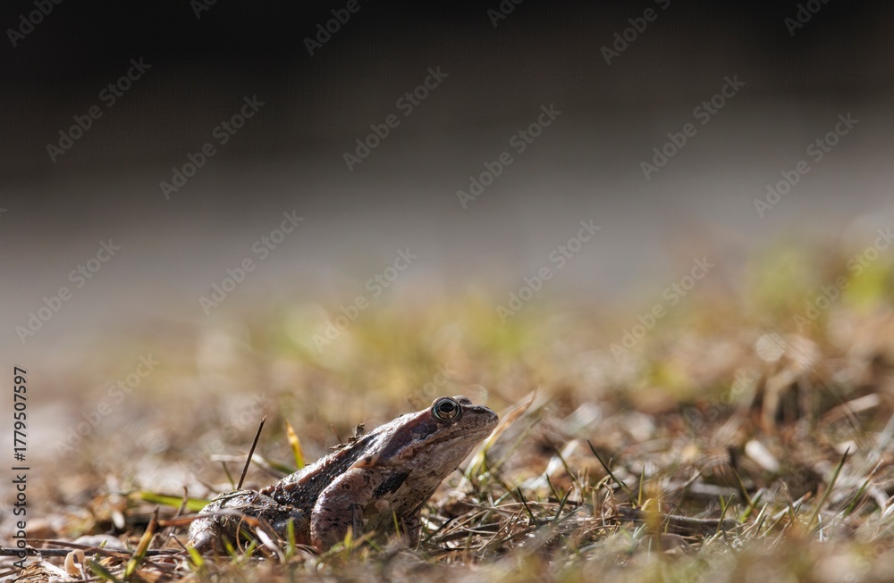 Naklejka premium A small, patterned frog sits among dry reeds and grasses. It faces left and looks toward the blurry edge of a shaded wetland habitat at daytime