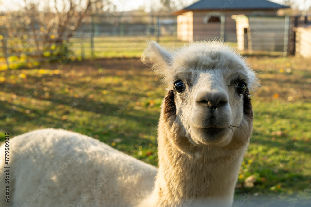 Obraz premium Close-up alpaca standing on sunny outdoor farm. Natural animal photography. Agriculture and rural livestock concept.