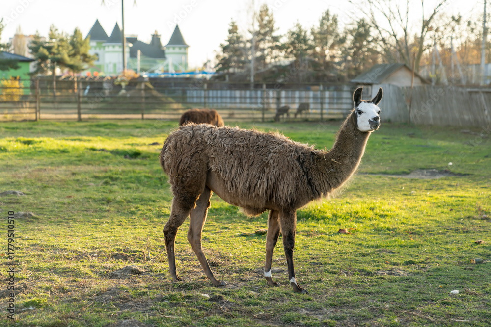 Obraz premium Llama standing on grassy farm field with rural fence and buildings in background. Natural outdoor animal photography. South American camelid livestock in countryside setting. Agriculture and farming c