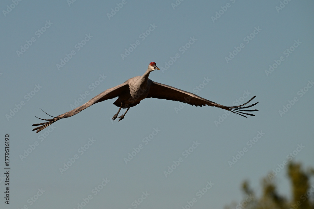 Obraz premium Sandhill Crane in flight with wings spread against a blue sky