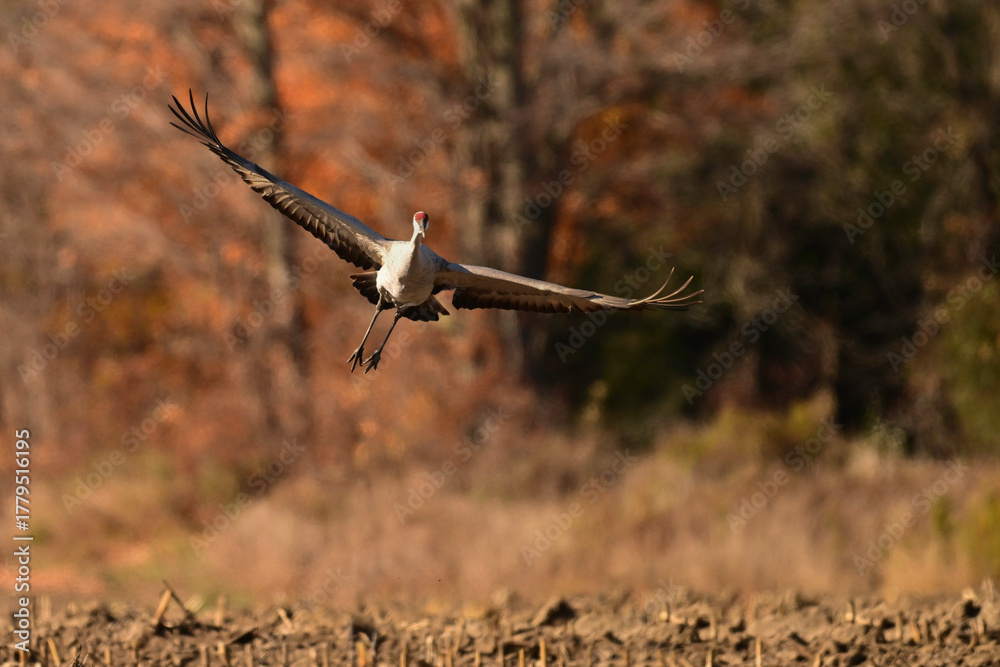 Obraz premium Autumn scene of a Sandhill Crane in flight with wings spread