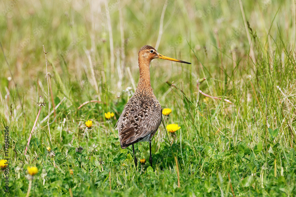 Naklejka premium A black-tailed Godwit in the grass, Peninsula Nordstrand, Germany, Europe.