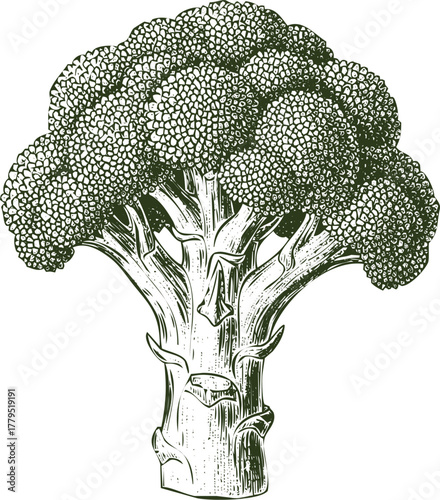 An engraving art style illustration broccoli floret