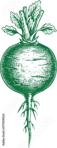 An engraving art style illustration handdrawn illustration of a beet with leaves and root