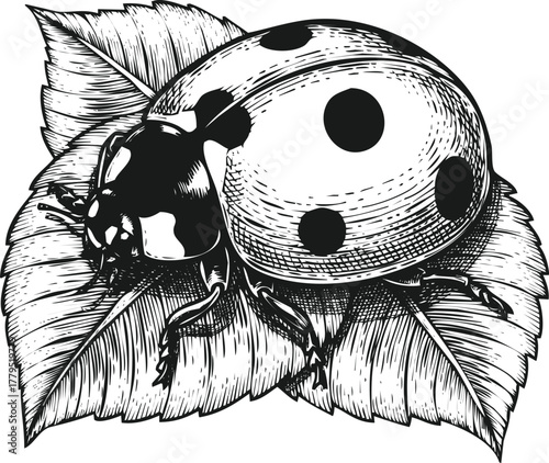 An engraving art style illustration detailed illustration of a ladybug resting on green leaves