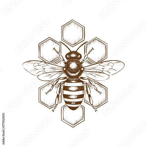 An engraving art style illustration handdrawn illustration of a bee on a honeycomb