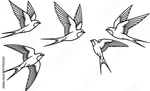 Five Swallows in Flight with Detailed Wings bird flying