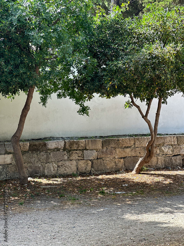 Cuadro en lienzo teo trees fron of the house