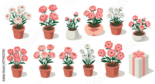 Charming floral arrangements with pink and white flowers in clay pots and gift box
