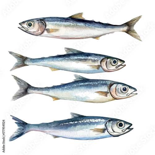 anchovy fish, minimal yet artistic elements for creative designs. hand-drawn paint, Simple Illustration, A beautiful painting of anchovy fish, isolated on a white background, watercolor style
