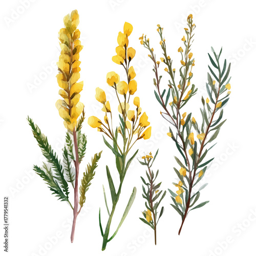 delicately hand-painted with artistic brush strokes, A Watercolor painting of broom herb, minimal layout, white background, vector EPS. vector illustration